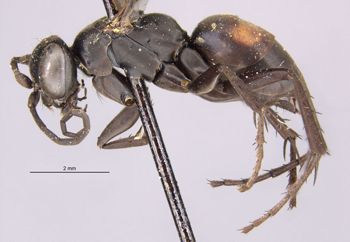Media type: image;   Entomology 13670 Aspect: habitus lateral view